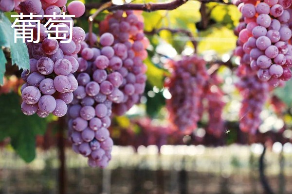 葡萄和提子的区别,外形和口感均不同