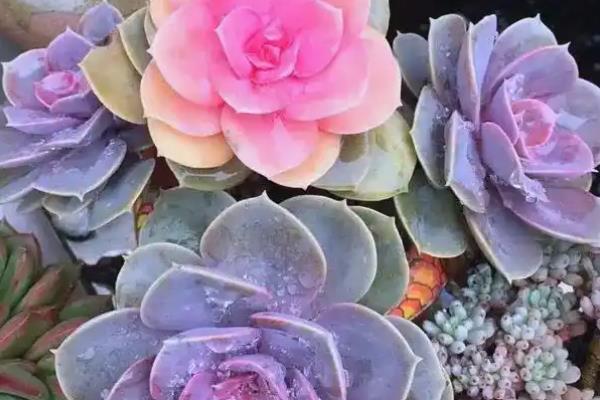 紫珍珠多肉是否容易度夏，没有明显的休眠期夏季也能生长