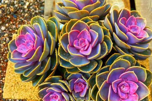 紫珍珠多肉是否容易度夏，没有明显的休眠期夏季也能生长