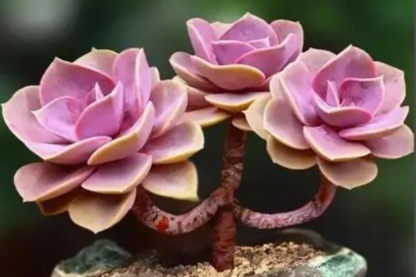 紫珍珠多肉是否容易度夏，没有明显的休眠期夏季也能生长