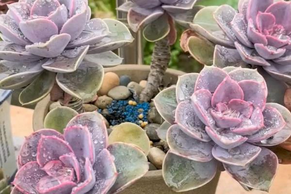 紫珍珠多肉是否容易度夏，没有明显的休眠期夏季也能生长