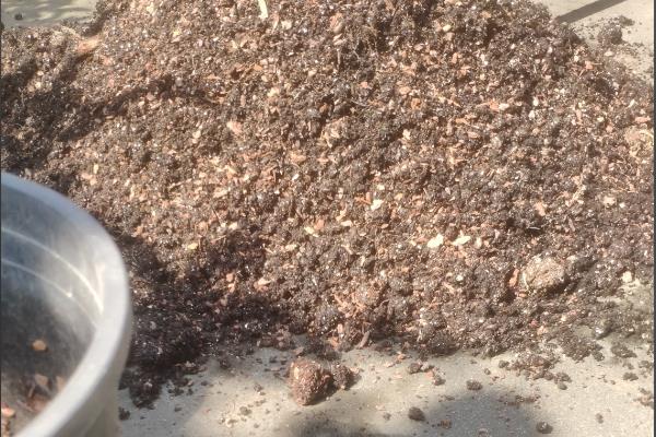 紫珍珠多肉是否容易度夏，没有明显的休眠期夏季也能生长