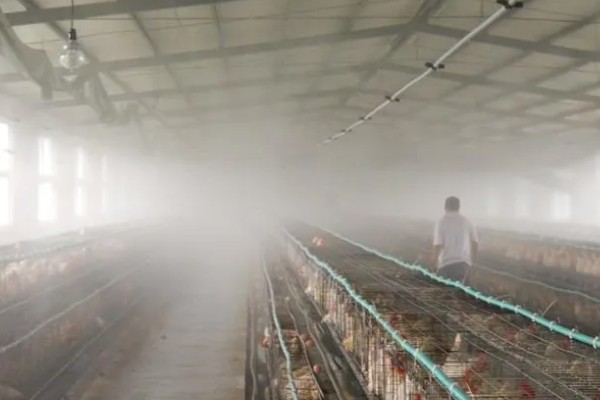 蛋鸡鸡舍的建造注意事项，一定要确保蛋鸡鸡舍的通透性