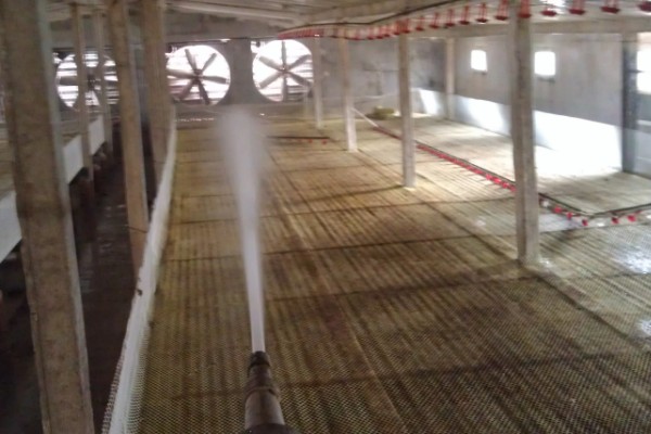 蛋鸡鸡舍的建造注意事项，一定要确保蛋鸡鸡舍的通透性