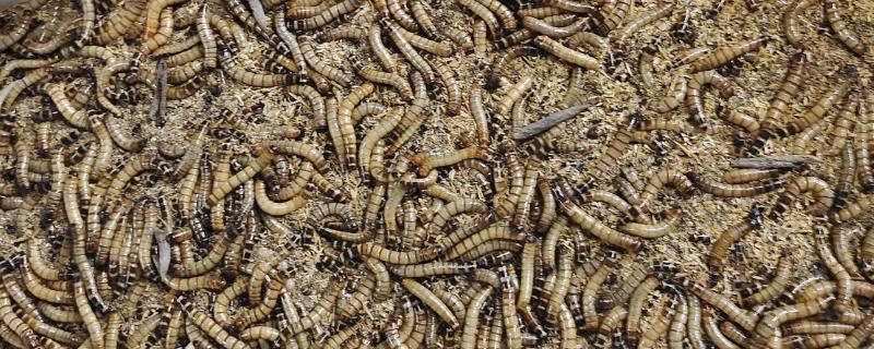 冬季能不能养蛋白虫，对温湿度的要求不严格可以养殖