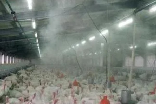 蛋鸡鸡舍的建造注意事项，一定要确保蛋鸡鸡舍的通透性