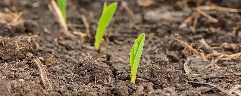 玉米播种后过多久会出苗，一般需要5-7天左右