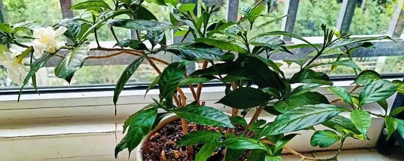 盆栽丁香的养殖方法，春季3天浇水一次