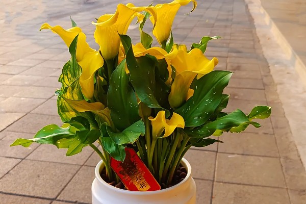 慈纹花的养殖方法，选择中性或微酸性的沙壤土