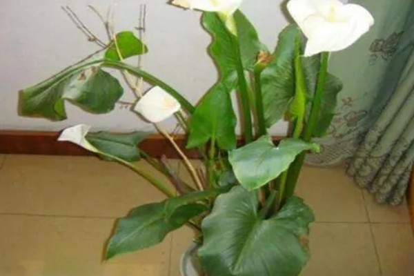 慈纹花的养殖方法，选择中性或微酸性的沙壤土