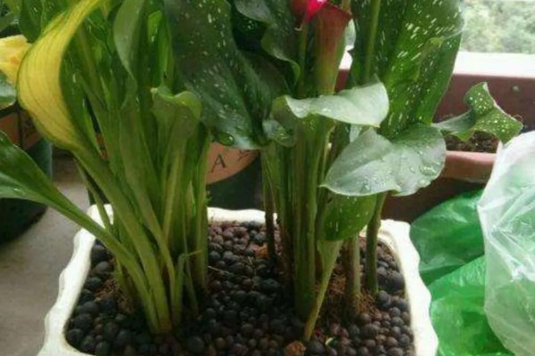 慈纹花的养殖方法，选择中性或微酸性的沙壤土