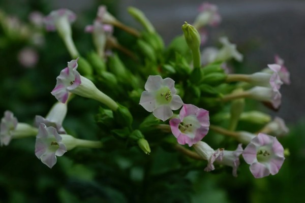 花烟草的花语是什么,寓意坚持、相守等