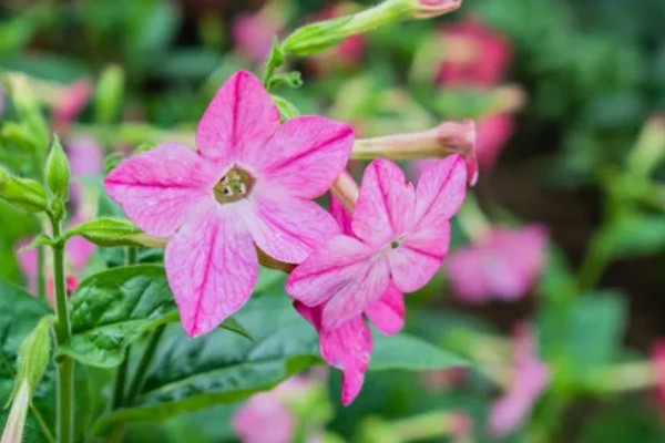 花烟草的花语是什么,寓意坚持、相守等