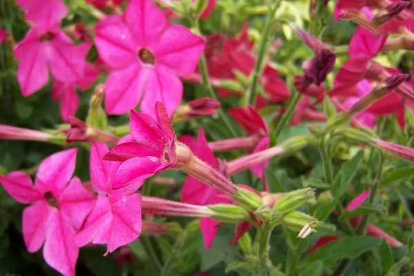 花烟草的花语是什么,寓意坚持、相守等