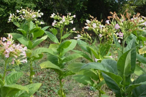 花烟草的花语是什么,寓意坚持、相守等