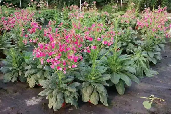 花烟草的花语是什么,寓意坚持、相守等