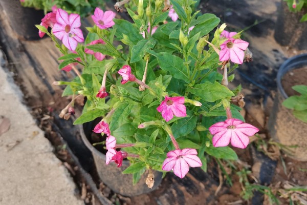 花烟草的花语是什么,寓意坚持、相守等