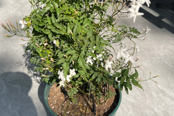 多花素馨的养殖方法，浇水时尽可能一次浇透