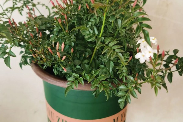 多花素馨的养殖方法，浇水时尽可能一次浇透