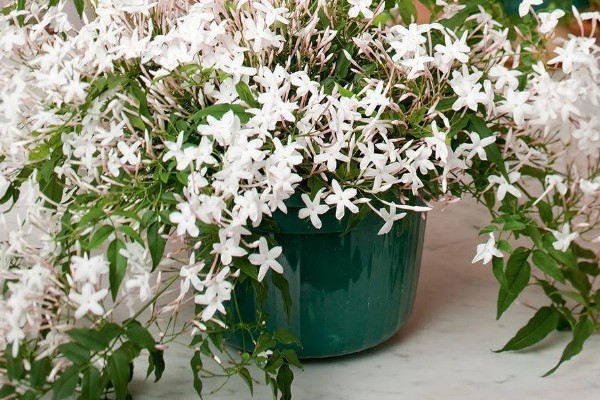 多花素馨的养殖方法，浇水时尽可能一次浇透