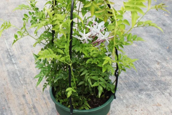 多花素馨的养殖方法，浇水时尽可能一次浇透