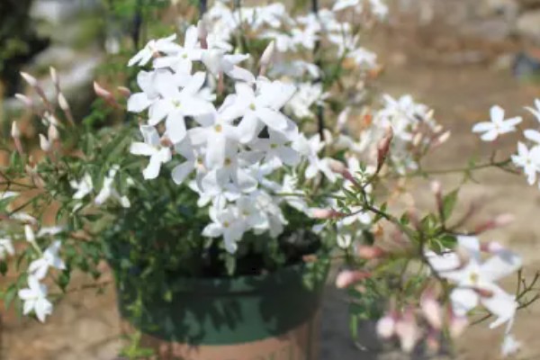 多花素馨的养殖方法，浇水时尽可能一次浇透