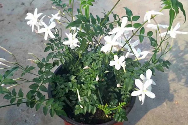 多花素馨的养殖方法，浇水时尽可能一次浇透
