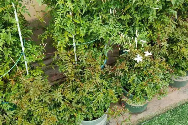 多花素馨的养殖方法，浇水时尽可能一次浇透