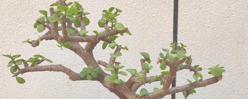 怎么让金枝玉叶爆盆，生长季节每隔半个月追肥一次