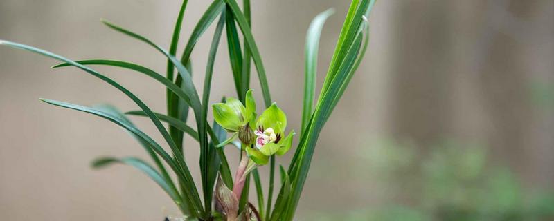 春兰的作用，能起到装饰环境、净化空气等效果