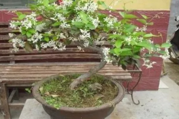 盆栽丁香的养殖方法，春季3天浇水一次