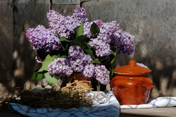 盆栽丁香的养殖方法，春季3天浇水一次