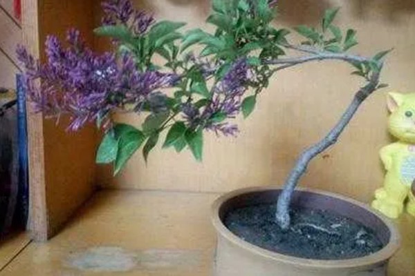 盆栽丁香的养殖方法，春季3天浇水一次