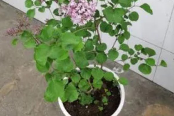 盆栽丁香的养殖方法，春季3天浇水一次