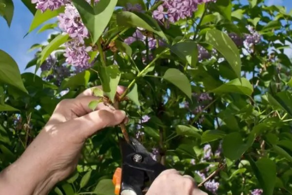 盆栽丁香的养殖方法，春季3天浇水一次