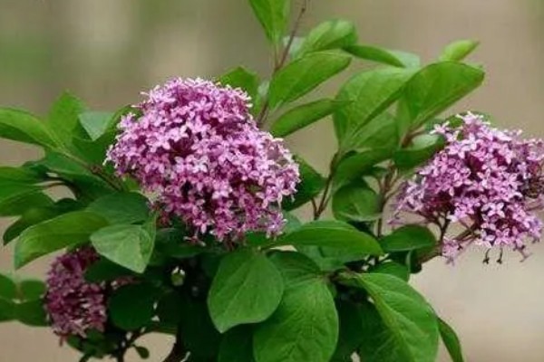 盆栽丁香的养殖方法，春季3天浇水一次