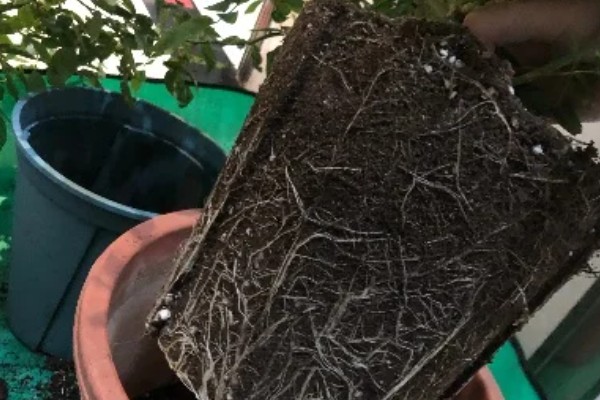 盆栽丁香的养殖方法，春季3天浇水一次