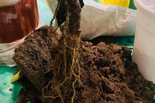 盆栽丁香的养殖方法，春季3天浇水一次