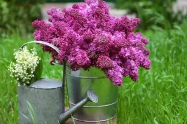 盆栽丁香的养殖方法，春季3天浇水一次