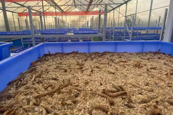 冬季能不能养蛋白虫，对温湿度的要求不严格可以养殖