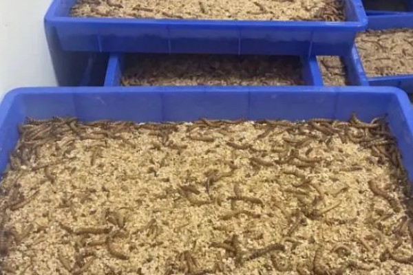 冬季能不能养蛋白虫，对温湿度的要求不严格可以养殖