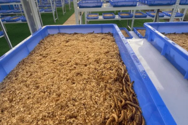 冬季能不能养蛋白虫，对温湿度的要求不严格可以养殖