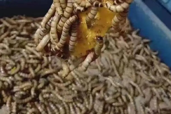 冬季能不能养蛋白虫，对温湿度的要求不严格可以养殖