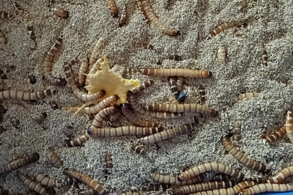 冬季能不能养蛋白虫，对温湿度的要求不严格可以养殖