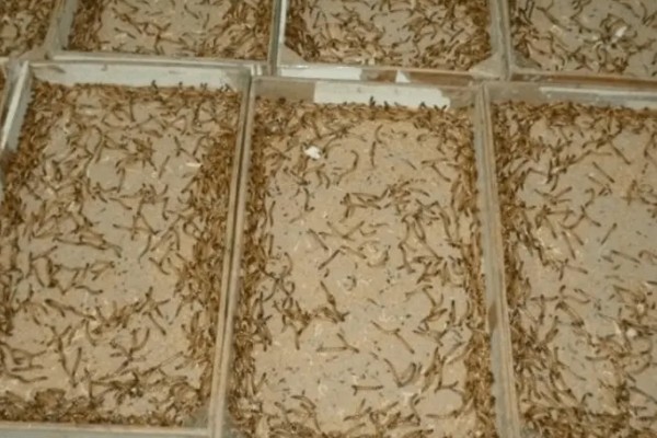 冬季能不能养蛋白虫，对温湿度的要求不严格可以养殖