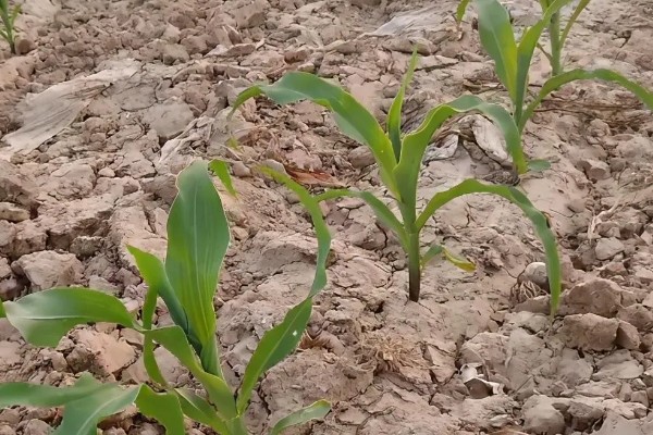 玉米播种后过多久会出苗，一般需要5-7天左右