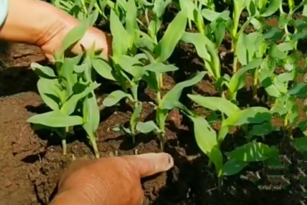 玉米播种后过多久会出苗，一般需要5-7天左右