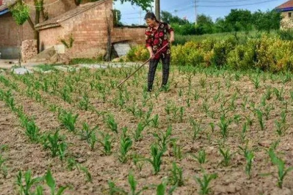 玉米播种后过多久会出苗，一般需要5-7天左右