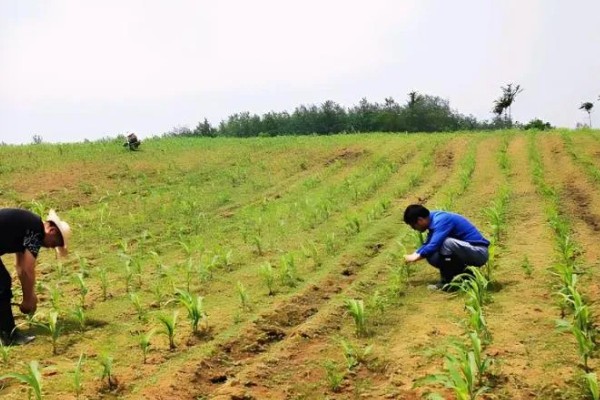 玉米播种后过多久会出苗，一般需要5-7天左右