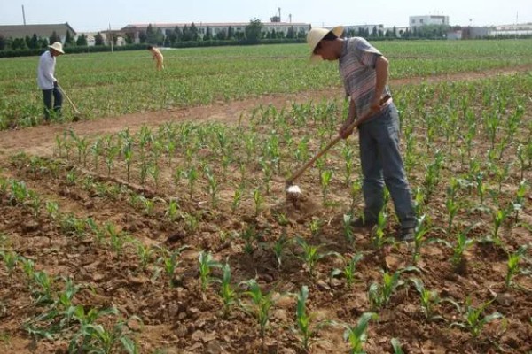 玉米播种后过多久会出苗，一般需要5-7天左右